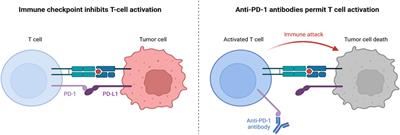 Strategies for engineering oncolytic viruses to enhance cancer immunotherapy